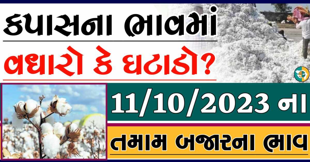 Today 11/10/2023 Cotton Apmc Rate gkmarugujarat.com