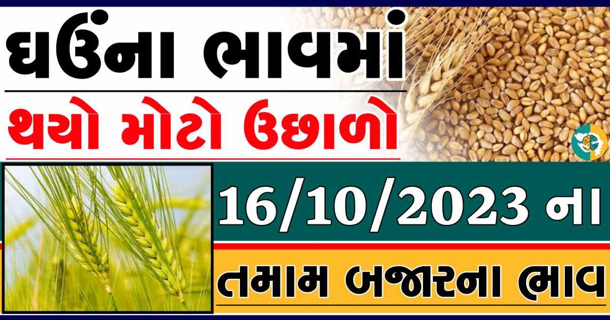 Today 16/10/2023 Wheat Apmc Rate આજના લોકવન અને ટુકડા ઘઉંના બજાર ભાવ