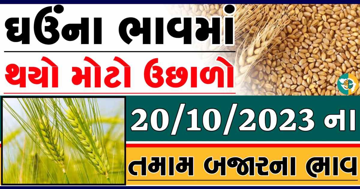 Today 20/10/2023 Wheat Apmc Rate આજના લોકવન અને ટુકડા ઘઉંના બજાર ભાવ