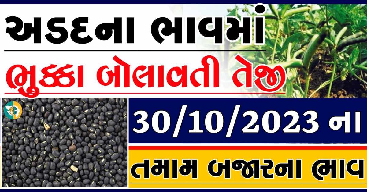 Today 30/10/2023 Arad Apmc Rate આજના અડદના બજાર ભાવ gkmarugujarat.com