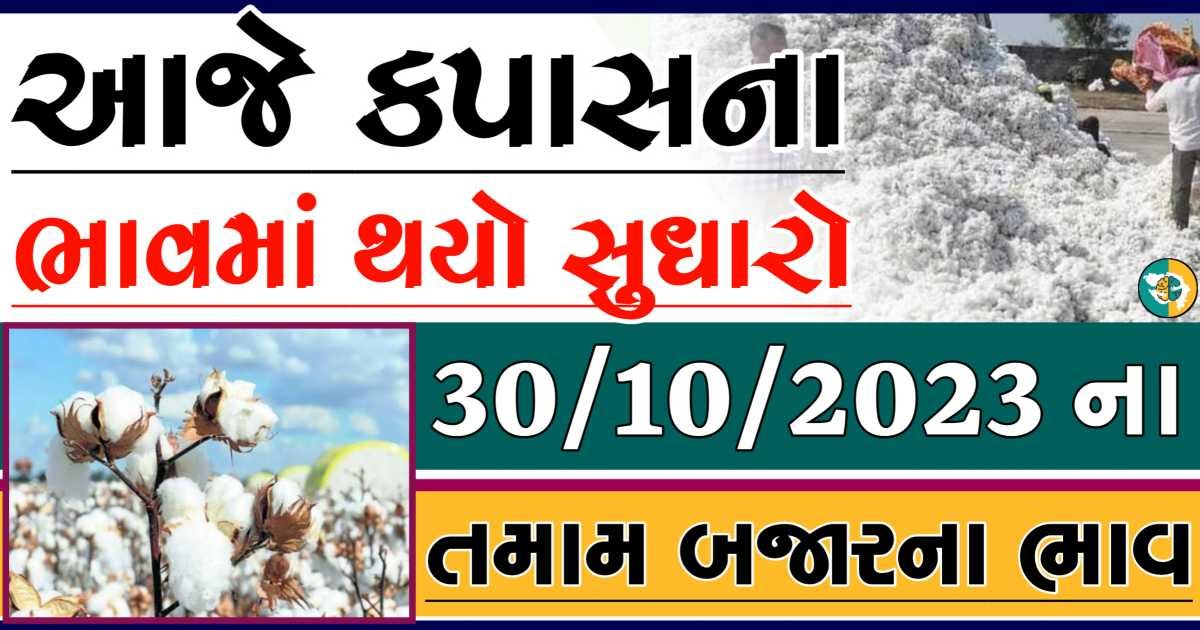 Today 30/10/2023 Cotton Apmc Rate gkmarugujarat.com