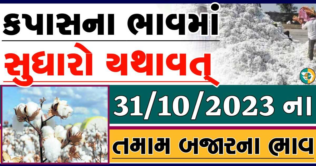 Today 31/10/2023 Cotton Apmc Rate gkmarugujarat.com