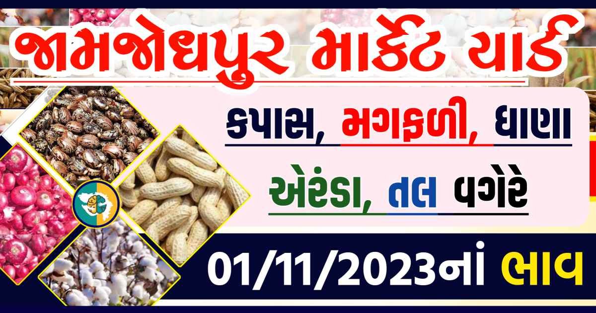 Today 01/11/2023 Jamjodhpur Apmc Rate આજના જામજોધપુરના બજાર ભાવ Gkmarugujarat.com