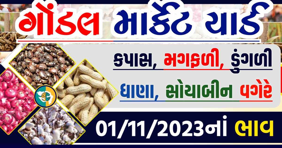 Today 01/11/2023 Gondal Apmc Rate આજના ગોંડલ માર્કેટ યાર્ડના બજાર ભાવ gkmarugujarat.com