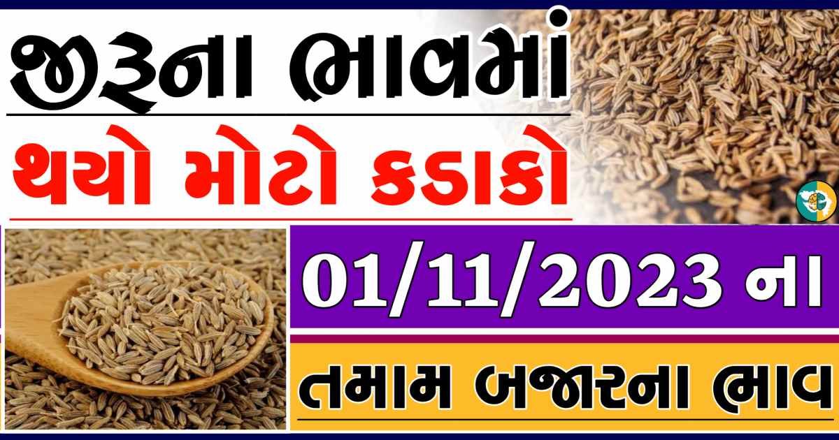 Today 01/11/2023 Jiru Apmc Rate આજના જીરુના બજાર ભાવ gkmarugujarat.com