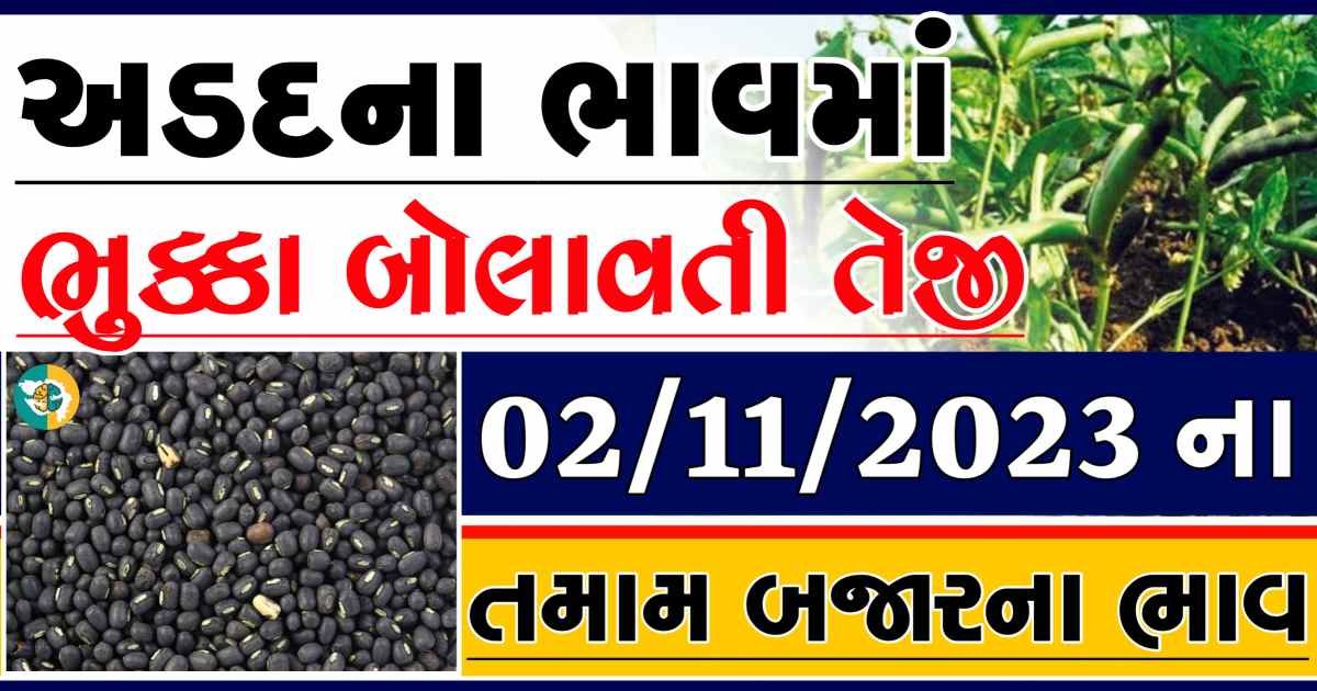 Today 02/11/2023 Arad Apmc Rate આજના અડદના બજાર ભાવ gkmarugujarat.com