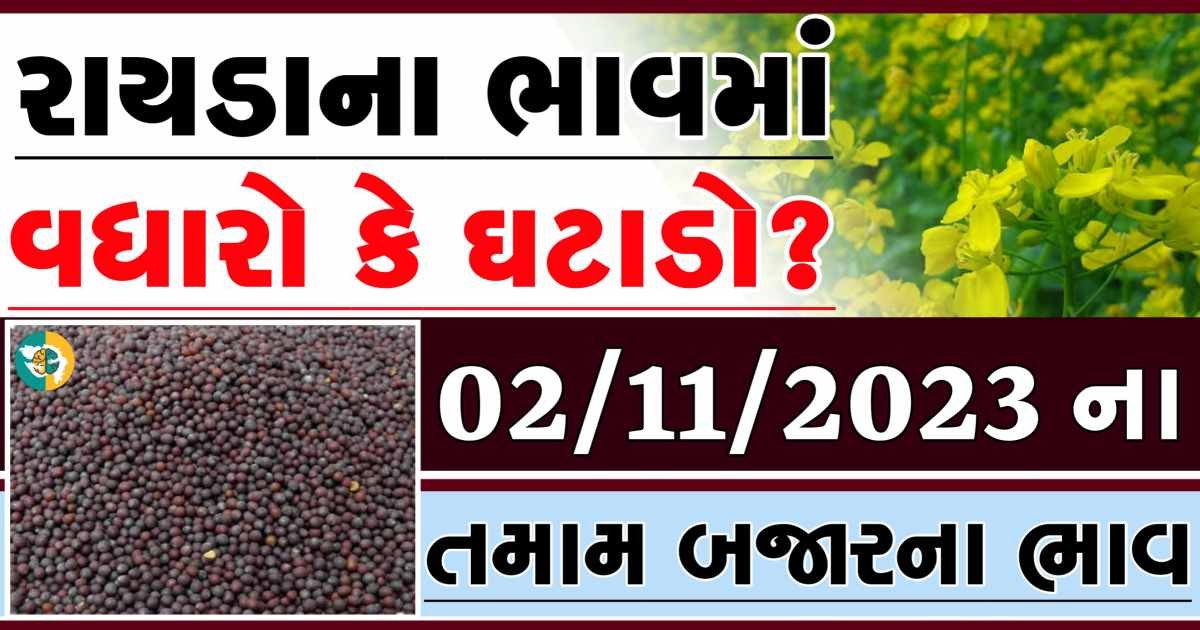 02/11/2023 Rayda Apmc Rate આજના રાયડાના બજાર ભાવ gkmarugujarat.com