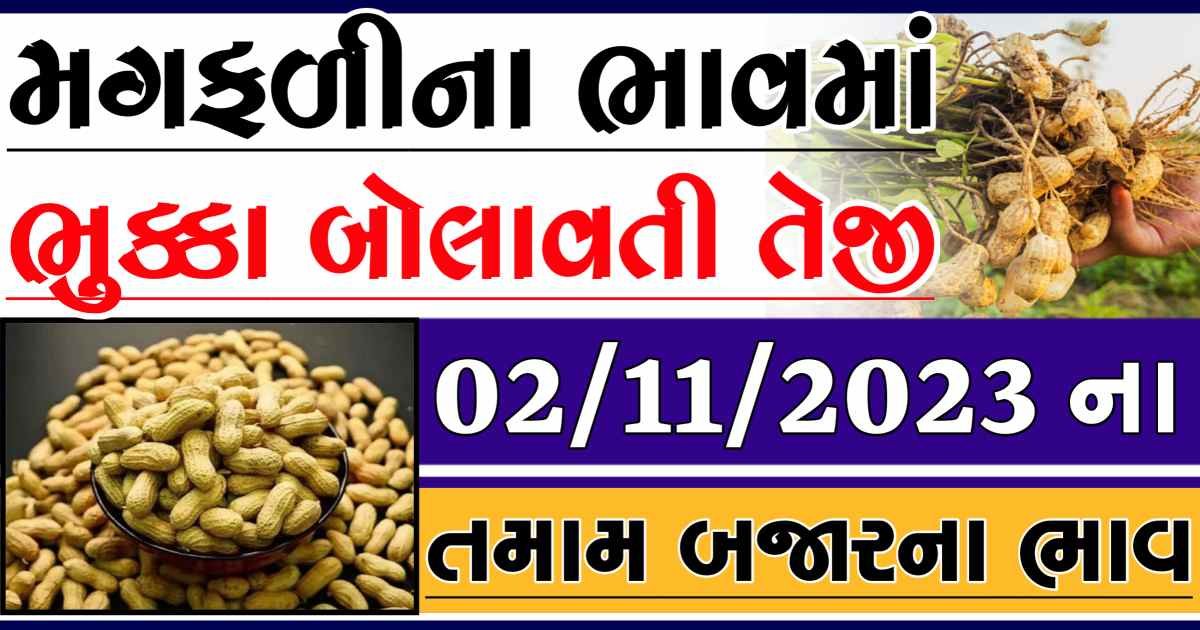 Today 02/11/2023 Peanuts Apmc Rate આજના જાડી અને જીણી મગફળીના બજાર ભાવ