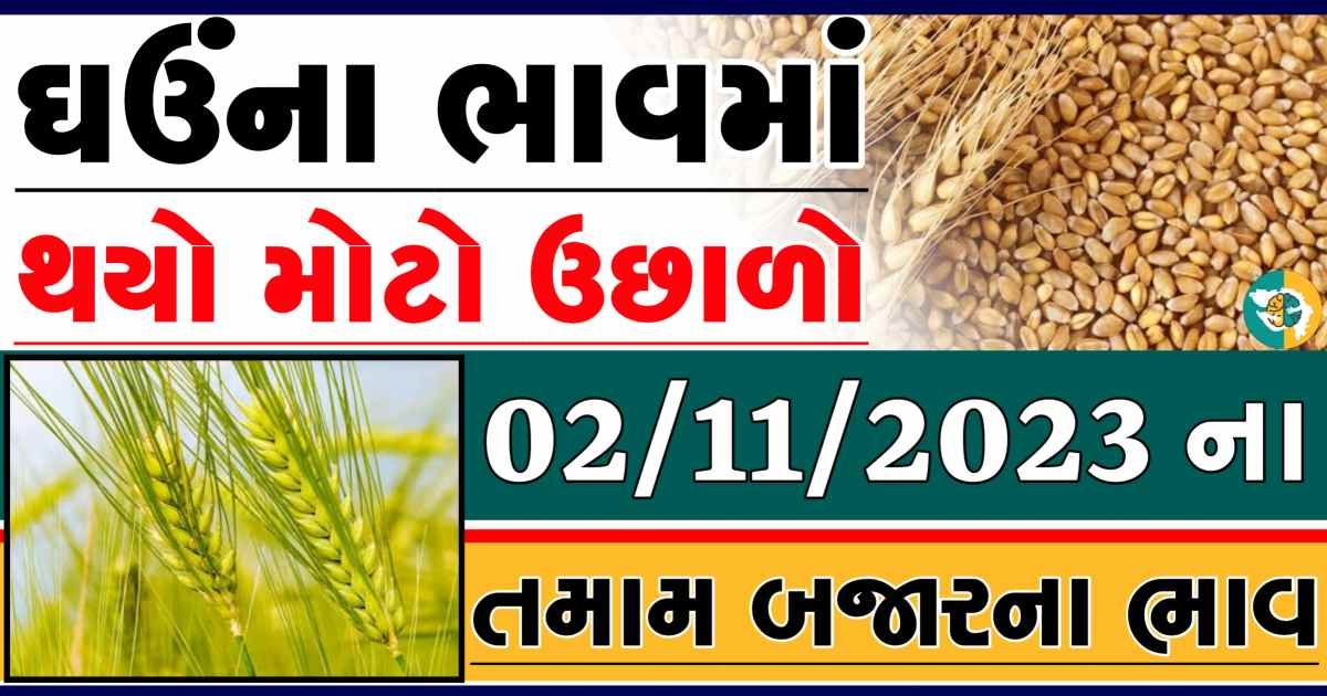 Today 02/11/2023 Wheat Apmc Rate આજના લોકવન અને ટુકડા ઘઉંના બજાર ભાવ