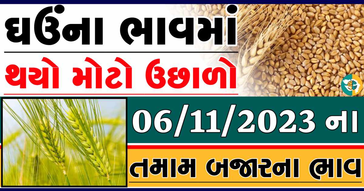 Today 06/11/2023 Wheat Apmc Rate આજના લોકવન અને ટુકડા ઘઉંના બજાર ભાવ