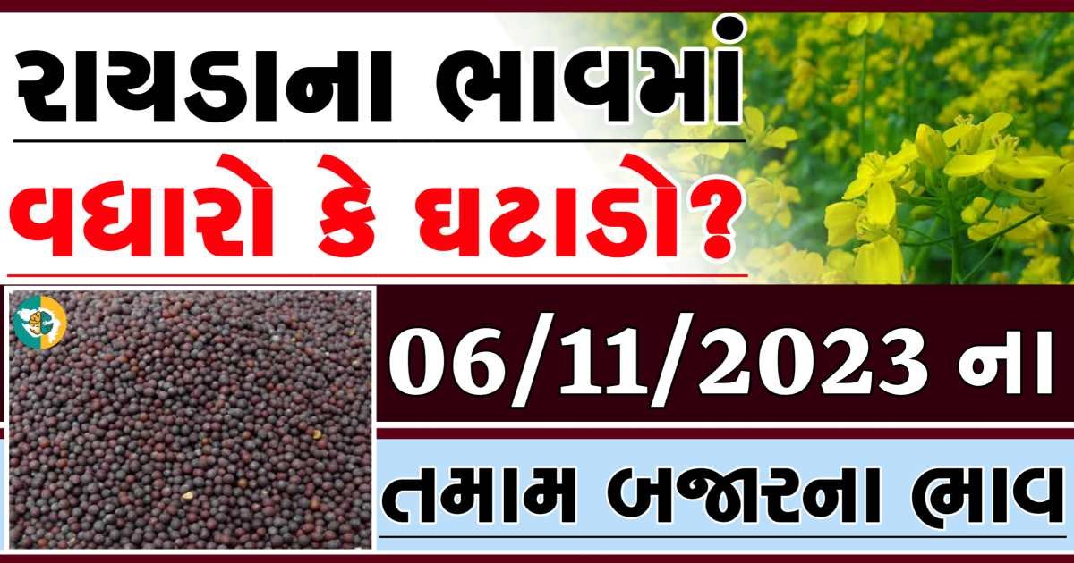 Today 06/11/2023 Rayda Apmc Rate આજના રાયડાના બજાર ભાવ gkmarugujarat.com