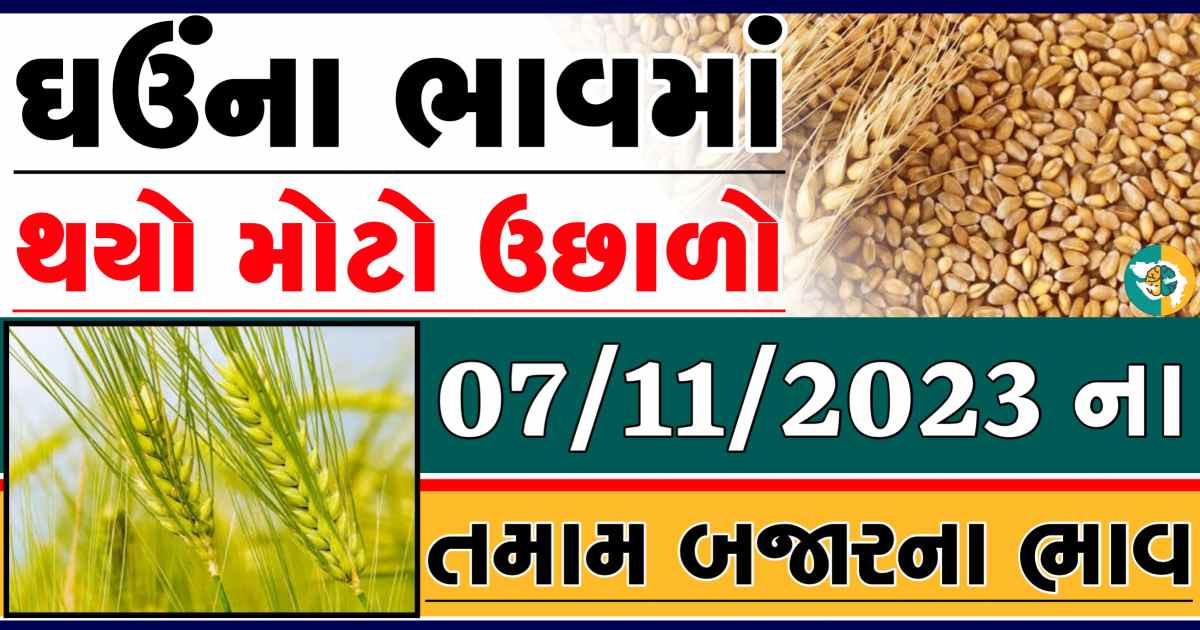 Today 07/11/2023 Wheat Apmc Rate આજના લોકવન અને ટુકડા ઘઉંના બજાર ભાવ