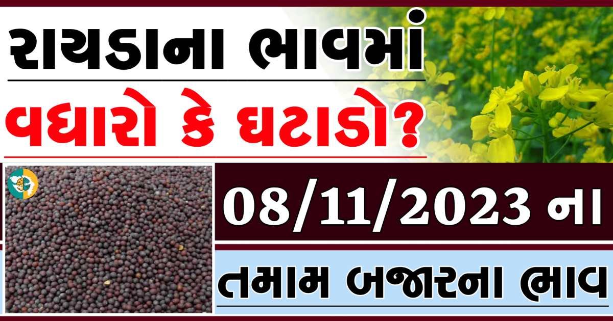 Today 08/11/2023 Rayda Apmc Rate આજના રાયડાના બજાર ભાવ gkmarugujarat.com