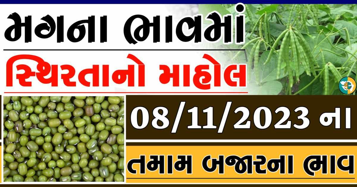 Today 08/11/2023 Mag Apmc Rate આજના મગના બજાર ભાવ gkmarugujarat.com