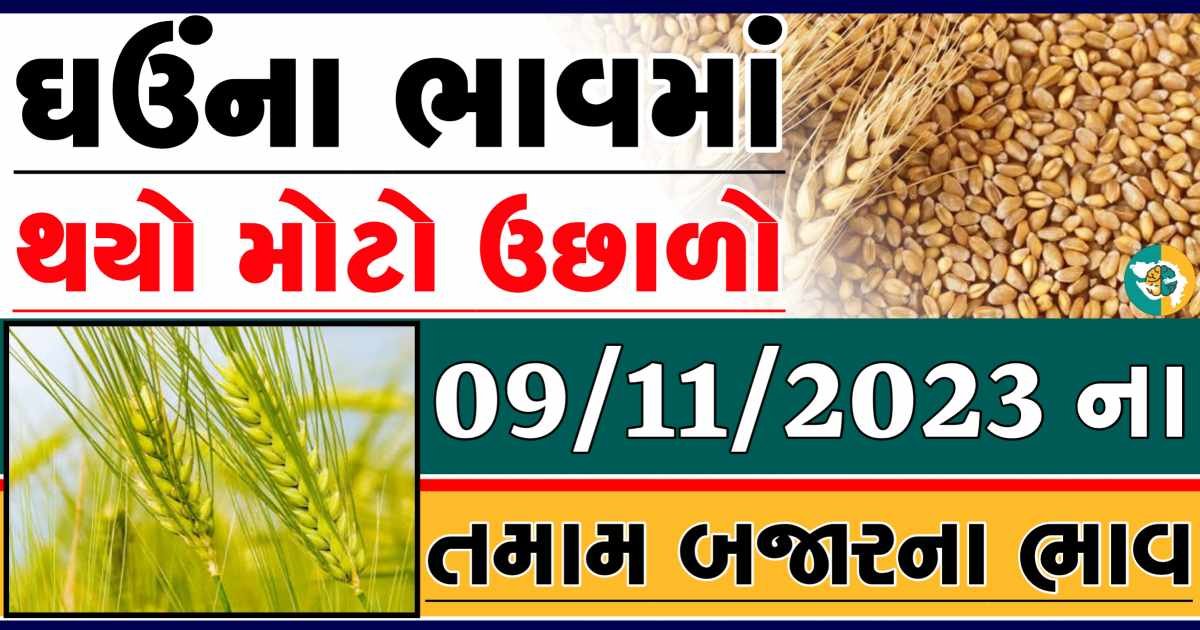 Today 09/11/2023 Wheat Apmc Rate આજના લોકવન અને ટુકડા ઘઉંના બજાર ભાવ