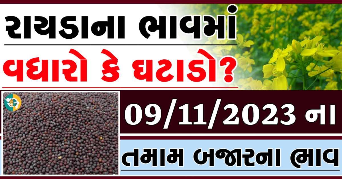 Today 09/11/2023 Rayda Apmc Rate આજના રાયડાના બજાર ભાવ gkmarugujarat.com