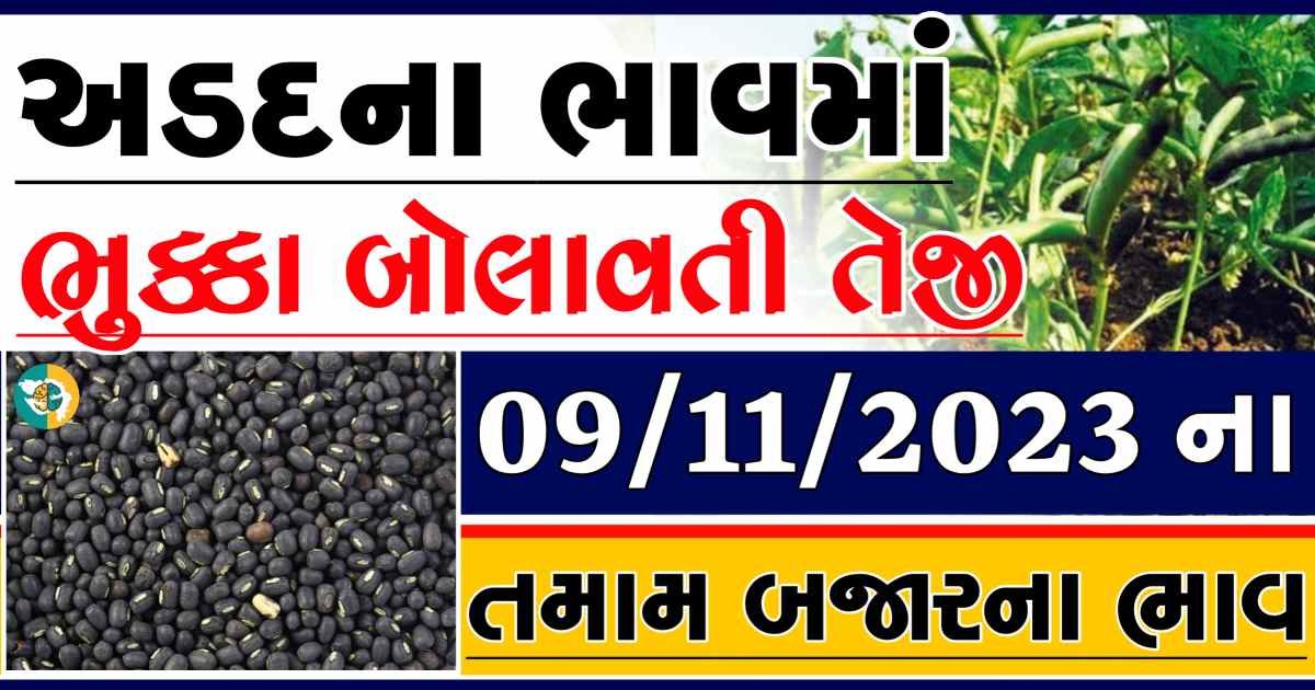 Today 09/11/2023 Arad Apmc Rate આજના અડદના બજાર ભાવ gkmarugujarat.com