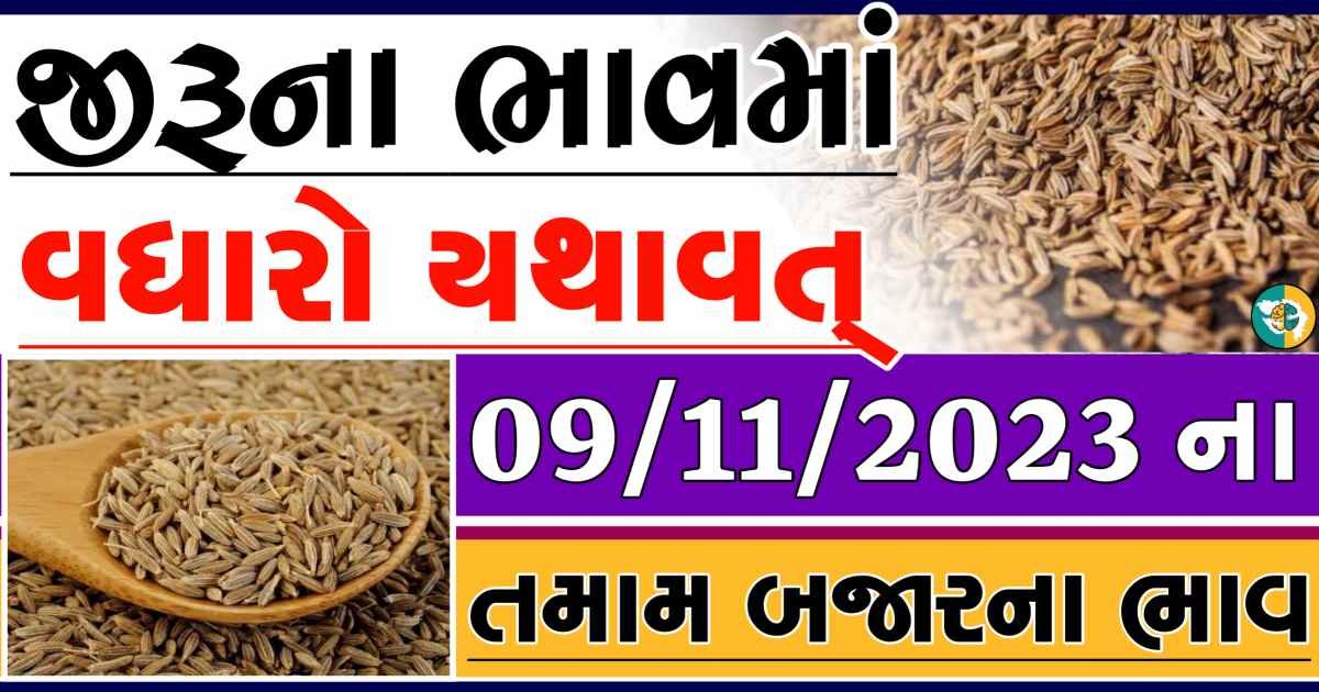 Today 09/11/2023 Jiru Apmc Rate આજના જીરુના બજાર ભાવ gkmarugujarat.com