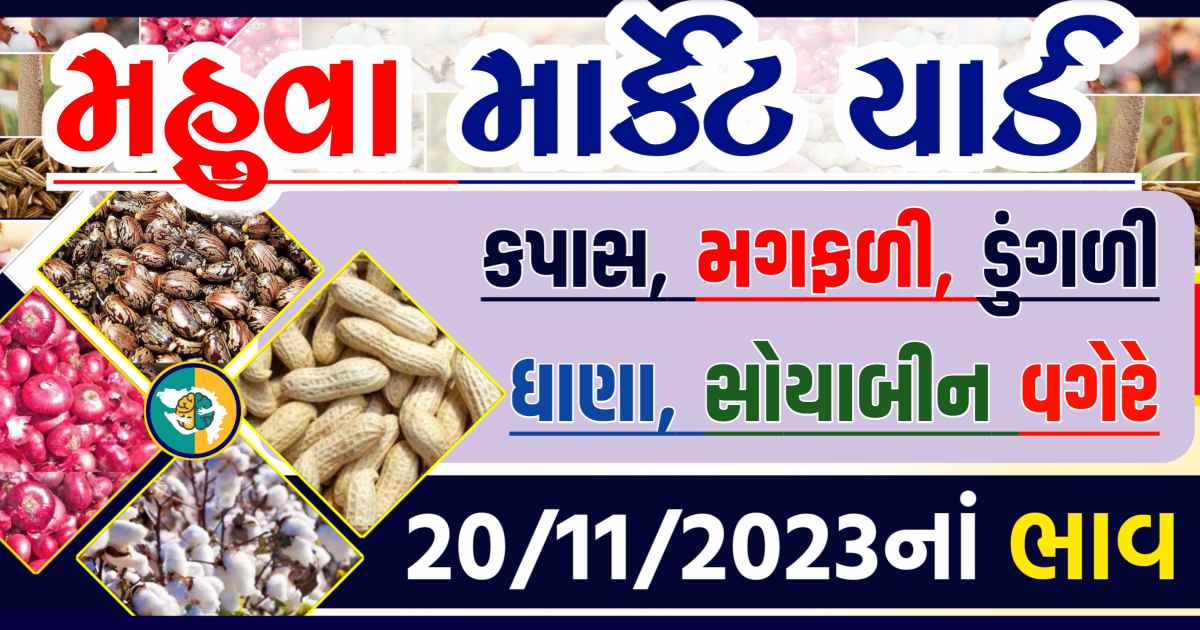 Today 20/11/2023 Mahuva Apmc Rate આજના મહુવાના બજાર ભાવ Gkmarugujarat.com