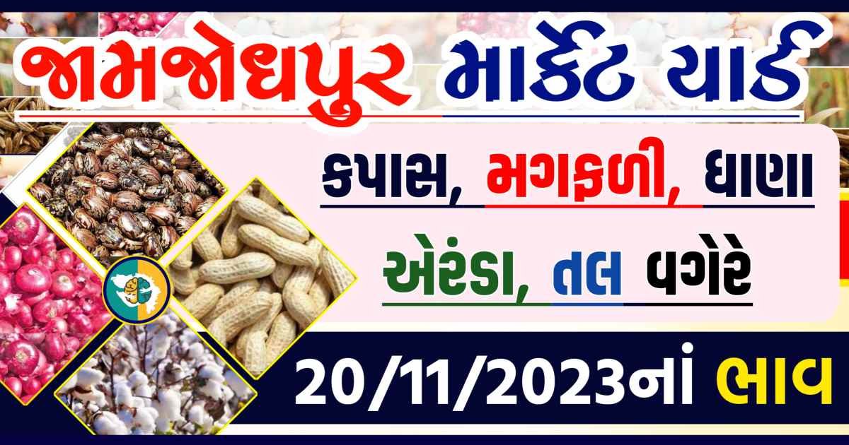Today 20/11/2023 Jamjodhpur Apmc Rate આજના જામજોધપુરના બજાર ભાવ Gkmarugujarat.com