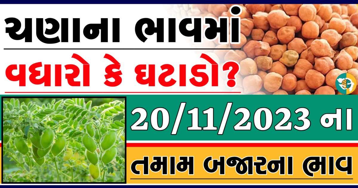 Today 20/11/2023 Chickpeas Apmc Rate આજના ચણાના બજાર ભાવ gkmarugujarat.com