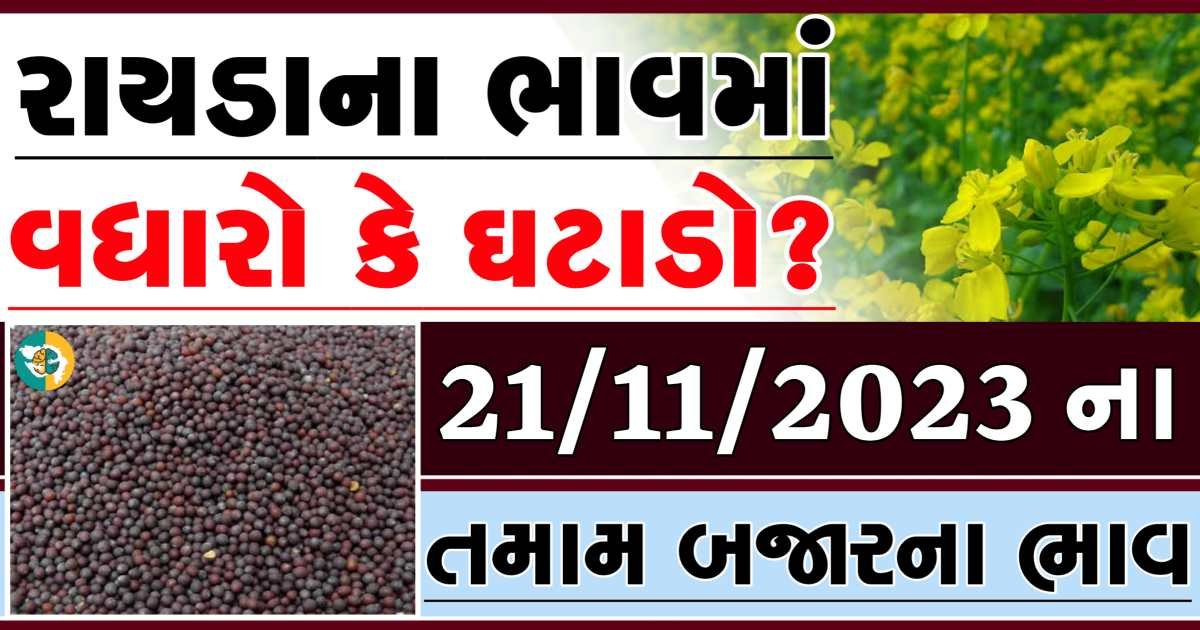 Today 21/11/2023 Rayda Apmc Rate આજના રાયડાના બજાર ભાવ gkmarugujarat.com