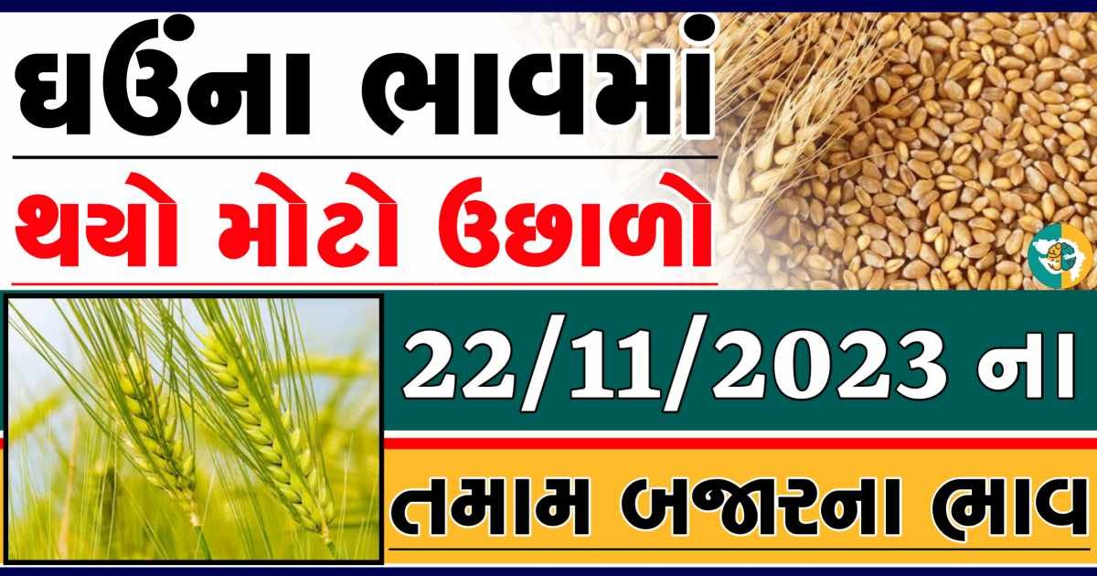 Today 22/11/2023 Wheat Apmc Rate આજના લોકવન અને ટુકડા ઘઉંના બજાર ભાવ