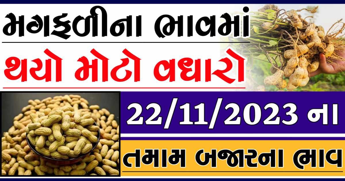 Today 22/11/2023 Peanuts Apmc Rate આજના જાડી અને જીણી મગફળીના બજાર ભાવ