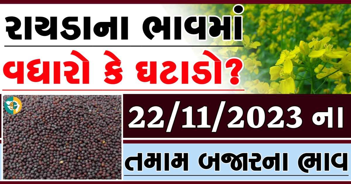 Today 22/11/2023 Rayda Apmc Rate આજના રાયડાના બજાર ભાવ gkmarugujarat.com