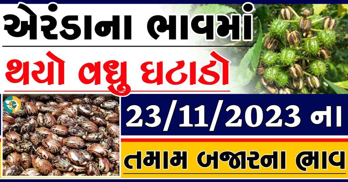 Today ૨૩/11/2023 Eranda Apmc Rate આજના એરંડાના બજાર ભાવ gkmarugujarat.com