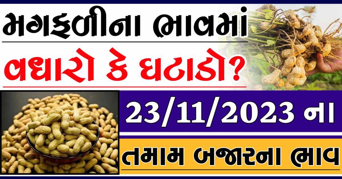 Today 23/11/2023 Peanuts Apmc Rate આજના જાડી અને જીણી મગફળીના બજાર ભાવ