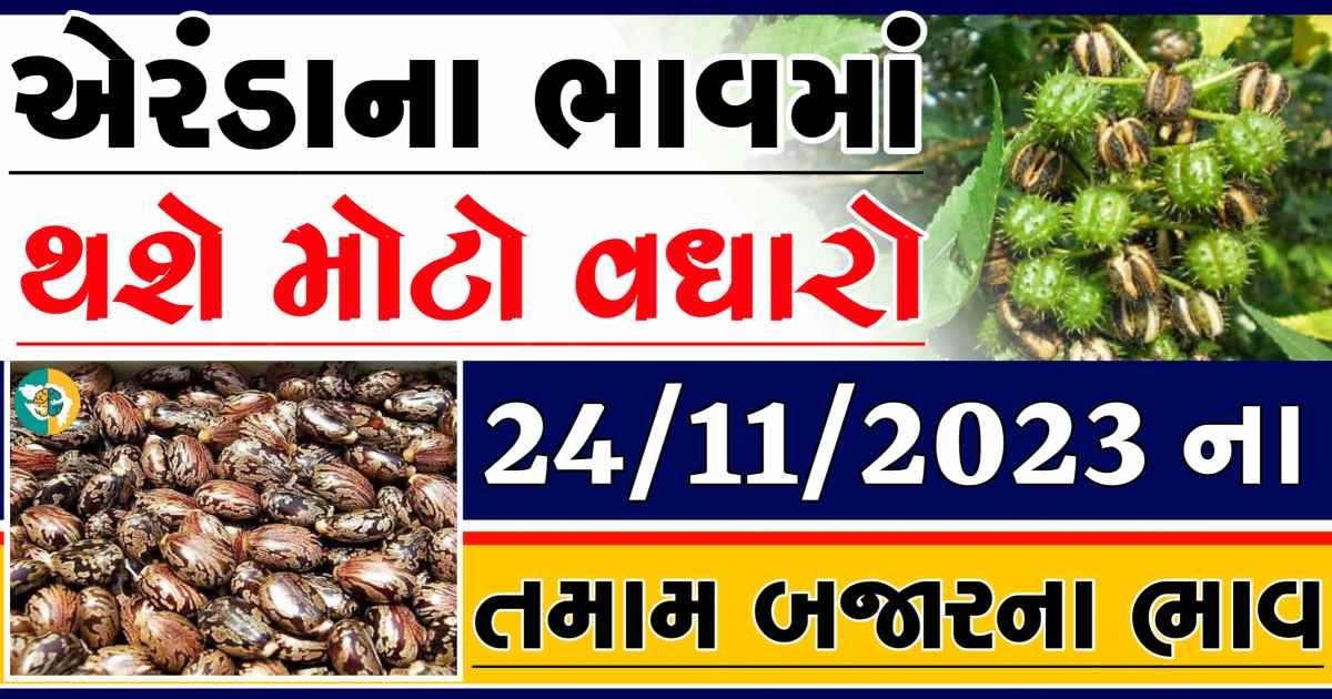 Today 24/11/2023 Eranda Apmc Rate આજના એરંડાના બજાર ભાવ gkmarugujarat.com