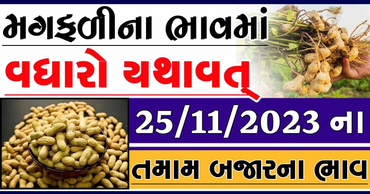 Today 25/11/2023 Peanuts Apmc Rate આજના જાડી અને જીણી મગફળીના બજાર ભાવ