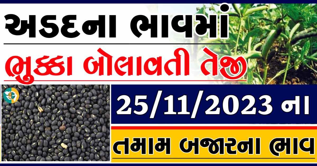 Today 25/11/2023 Arad Apmc Rate આજના અડદના બજાર ભાવ gkmarugujarat.com