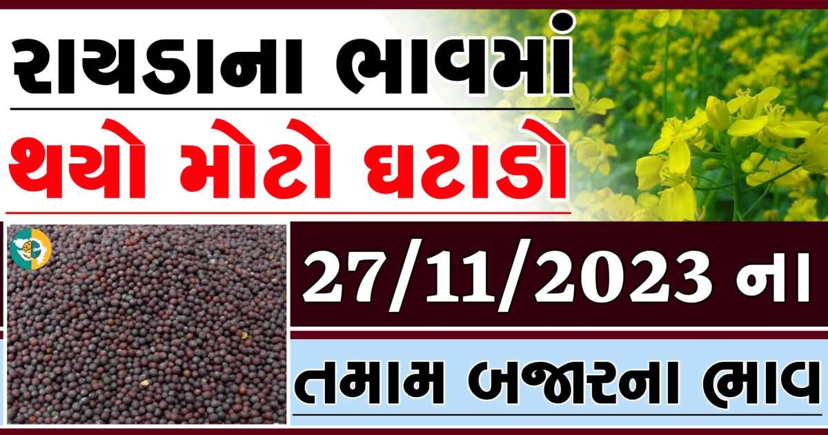 Today 27/11/2023 Rayda Apmc Rate આજના રાયડાના બજાર ભાવ gkmarugujarat.com