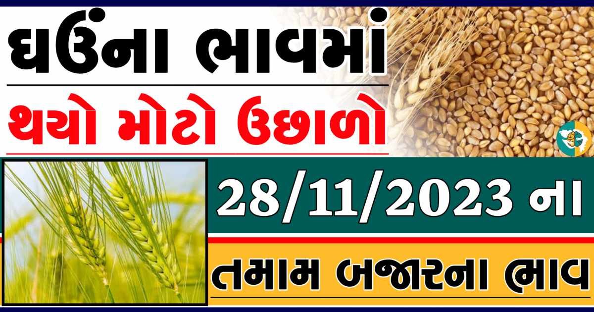 Today 28/11/2023 Wheat Apmc Rate આજના લોકવન અને ટુકડા ઘઉંના બજાર ભાવ