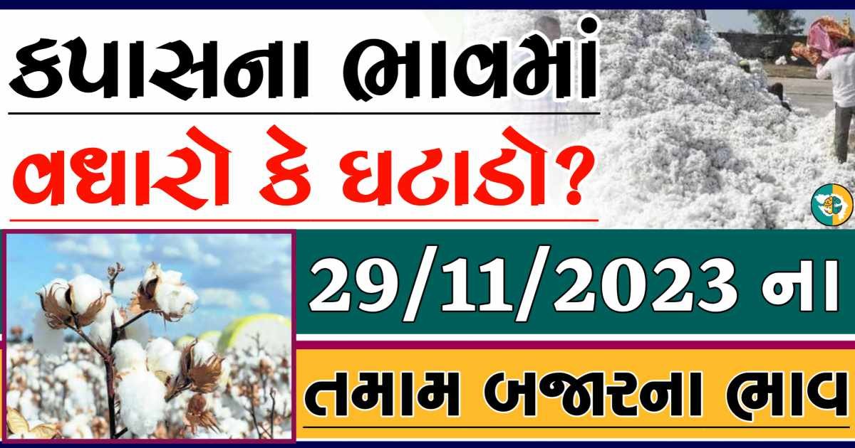 Today 29/11/2023 Cotton Apmc Rate gkmarugujarat.com