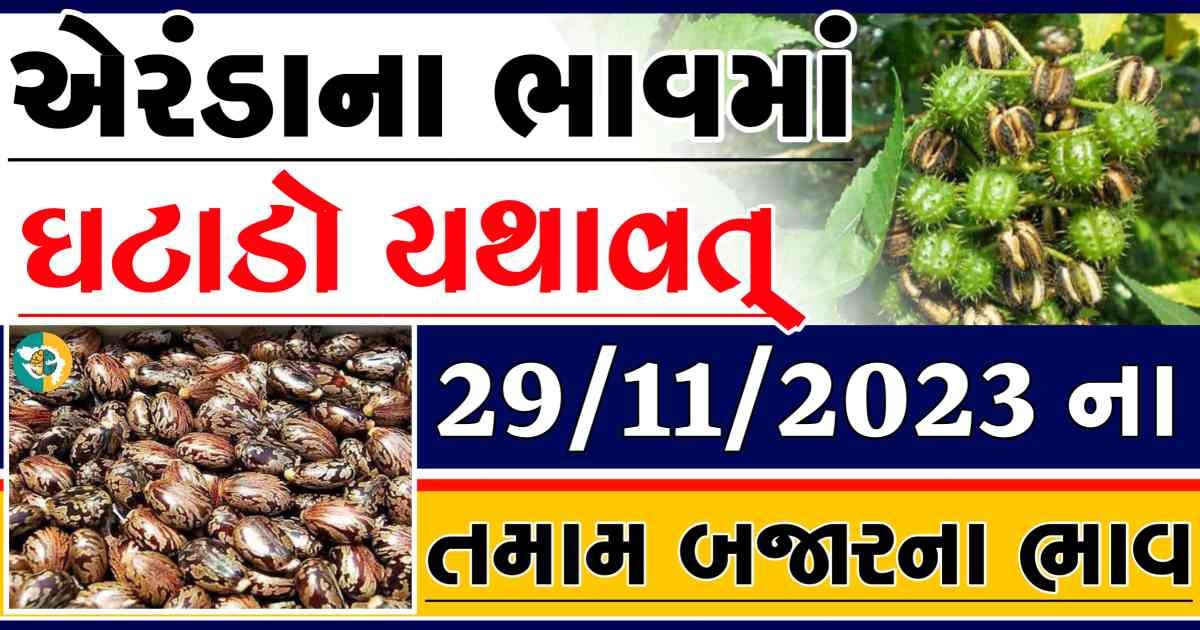 Today 29/11/2023 Eranda Apmc Rate આજના એરંડાના બજાર ભાવ gkmarugujarat.com