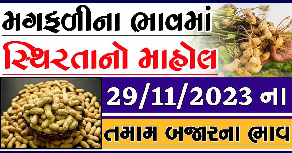 Today 29/11/2023 Peanuts Apmc Rate આજના જાડી અને જીણી મગફળીના બજાર ભાવ