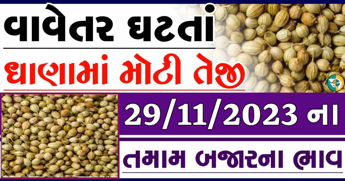 Today 29/11/2023 Coriander Apmc Rate આજના ધાણાના બજાર ભાવ gkmarugujarat.com