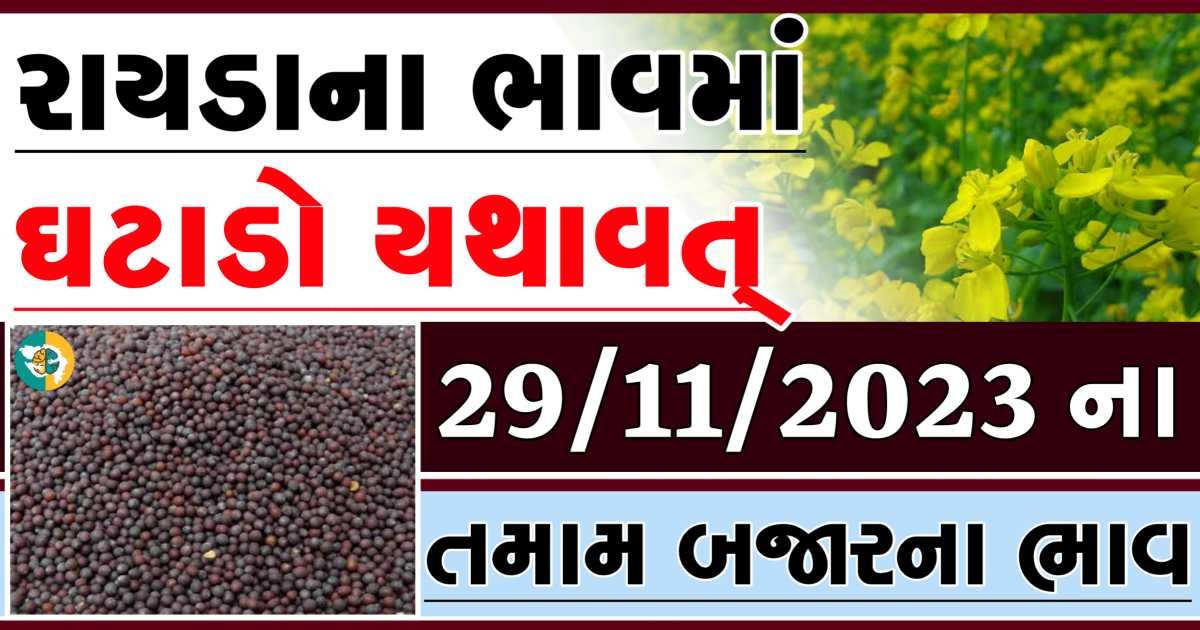 Today 29/11/2023 Rayda Apmc Rate આજના રાયડાના બજાર ભાવ gkmarugujarat.com