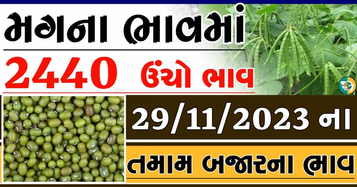 Today 29/11/2023 Mag Apmc Rate આજના મગના બજાર ભાવ gkmarugujarat.com