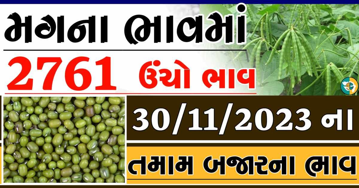 Today 30/11/2023 Mag Apmc Rate આજના મગના બજાર ભાવ gkmarugujarat.com