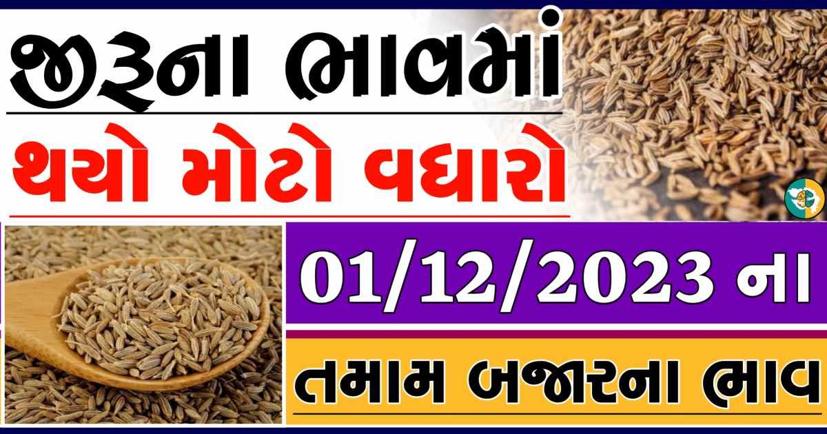 Today 01/12/2023 Jiru Apmc Rate આજના જીરુના બજાર ભાવ gkmarugujarat.com
