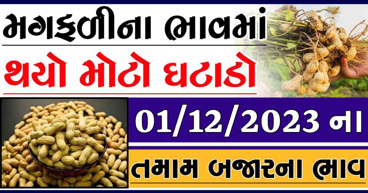 Today 01/12/2023 Peanuts Apmc Rate આજના જાડી અને જીણી મગફળીના બજાર ભાવ