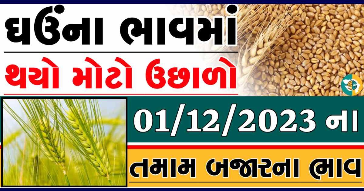 Today 01/12/2023 Wheat Apmc Rate આજના લોકવન અને ટુકડા ઘઉંના બજાર ભાવ