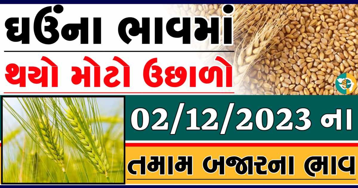 Today 02/12/2023 Wheat Apmc Rate આજના લોકવન અને ટુકડા ઘઉંના બજાર ભાવ