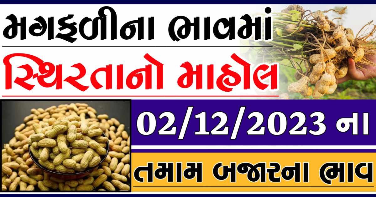 Today 02/12/2023 Peanuts Apmc Rate આજના જાડી અને જીણી મગફળીના બજાર ભાવ