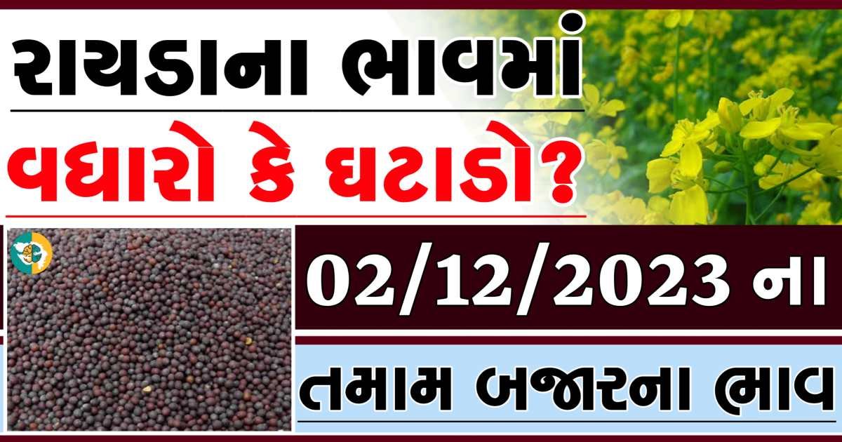 Today 02/12/2023 Rayda Apmc Rate આજના રાયડાના બજાર ભાવ gkmarugujarat.com