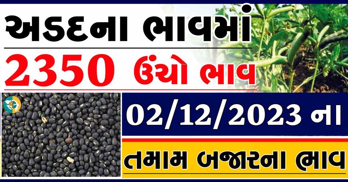 Today 02/12/2023 Arad Apmc Rate આજના અડદના બજાર ભાવ gkmarugujarat.com